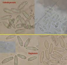 Attēlu rezultāti vaicājumam “Hymenoscyphus sp.”