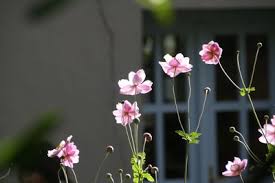 Image result for Anemonenarten