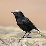 Image result for Oenanthe leucopyga