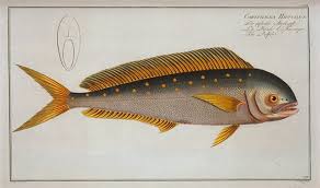 Image result for Coryphaena hippurus