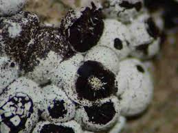 Attēlu rezultāti vaicājumam “Diderma subviridifuscum”