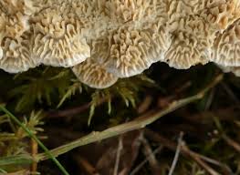 Attēlu rezultāti vaicājumam “Irpex lacteus”