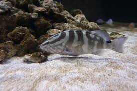 Image result for Epinephelus striatus