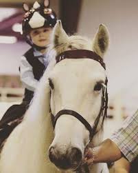 Image result for Annandale Equestrian Centre
