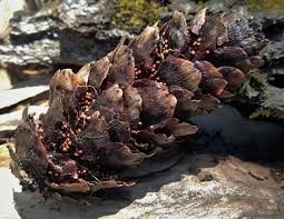 Attēlu rezultāti vaicājumam “Pucciniastrum areolatum”