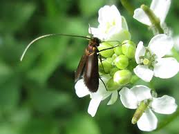 Attēlu rezultāti vaicājumam “Cauchas rufimitrella”