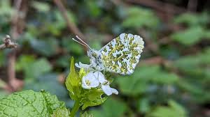 Attēlu rezultāti vaicājumam “Anthocharis cardamines underside”