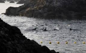 Image result for massacre golfinhos dinamarca