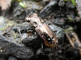 Attēlu rezultāti vaicājumam “Notiophilus biguttatus”