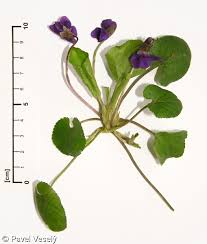 Image result for Viola odorata