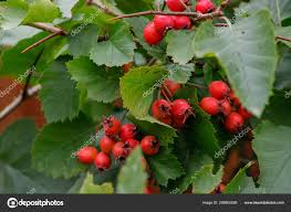 Attēlu rezultāti vaicājumam “Crataegus monogyna fruit”