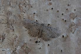 Attēlu rezultāti vaicājumam “Anticollix sparsata”