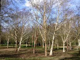 Attēlu rezultāti vaicājumam “Betula”