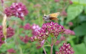 Attēlu rezultāti vaicājumam “Origanum majorana flower”