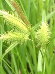 Attēlu rezultāti vaicājumam “Carex pseudocyperus female flower”