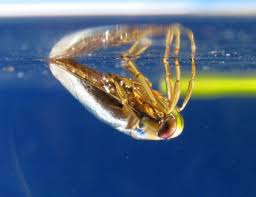 Attēlu rezultāti vaicājumam “Notonecta glauca”