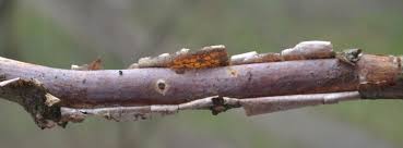 Attēlu rezultāti vaicājumam “Vuilleminia comedens”