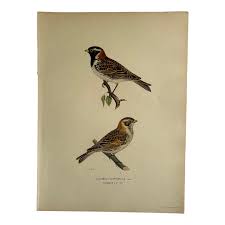 Image result for Calcarius lapponicus