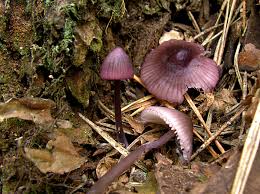 Attēlu rezultāti vaicājumam “Mycena purpureofusca”