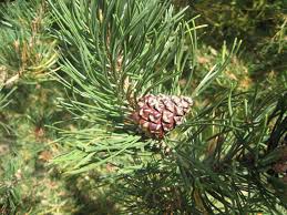 Attēlu rezultāti vaicājumam “Pinus mugo fruit”