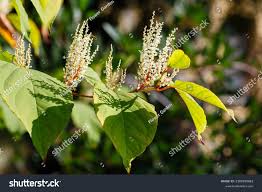 Attēlu rezultāti vaicājumam “Reynoutria sachalinensis flower”