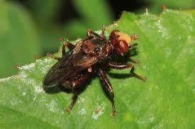 Attēlu rezultāti vaicājumam “Sicus ferrugineus”