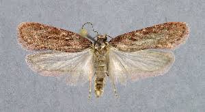 Attēlu rezultāti vaicājumam “Depressaria olerella”