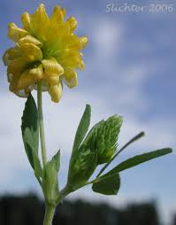 Attēlu rezultāti vaicājumam “Trifolium aureum leaf”