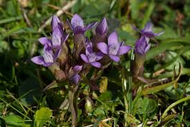 Attēlu rezultāti vaicājumam “Gentianella campestris”
