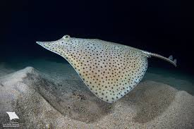 Image result for Raja brachyura