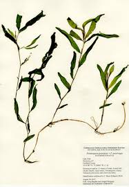 Attēlu rezultāti vaicājumam “Potamogeton gramineus”