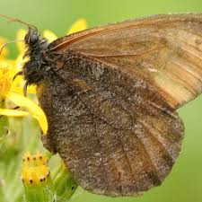 Attēlu rezultāti vaicājumam “Oeneis jutta underside”