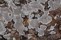 Attēlu rezultāti vaicājumam “Cinereomyces lindbladii”