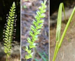 Attēlu rezultāti vaicājumam “Cynosurus cristatus flower”