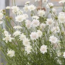 Image result for scabiosa caucasica