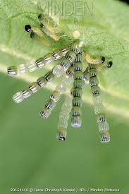 Attēlu rezultāti vaicājumam “Araschnia levana larva”