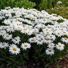 Image result for Chrysanthemum leucanthemum