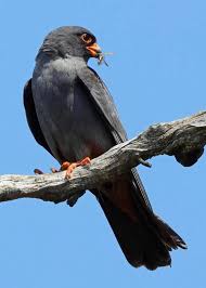 Attēlu rezultāti vaicājumam “Falco vespertinus adult”