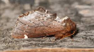 Attēlu rezultāti vaicājumam “Ptilodon capucina imago”