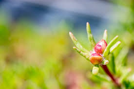 Attēlu rezultāti vaicājumam “Elatinaceae”