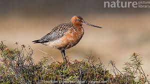 Attēlu rezultāti vaicājumam “Limosa lapponica”