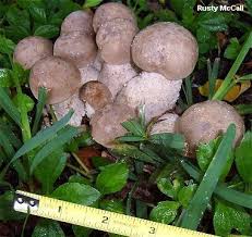 Image result for macrocybe titans