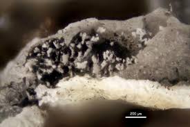 Attēlu rezultāti vaicājumam “Physarum bivalve macro”