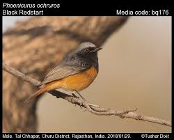 Attēlu rezultāti vaicājumam “Phoenicurus ochruros”