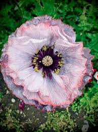 Image result for Papaver rhoeas