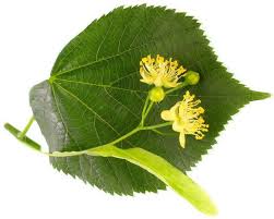 Attēlu rezultāti vaicājumam “Tilia platyphyllos subsp. cordifolia flower”