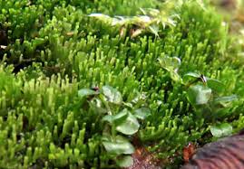 Attēlu rezultāti vaicājumam “Riccardia incurvata”