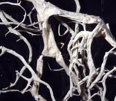 Attēlu rezultāti vaicājumam “Evernia divaricata”