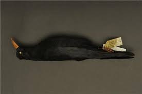 Image result for Pyrrhocorax pyrrhocorax