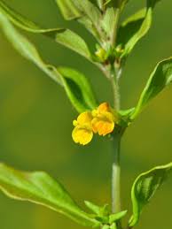 Attēlu rezultāti vaicājumam “Melampyrum sylvaticum flower”